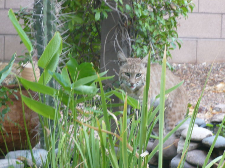 Bobcat